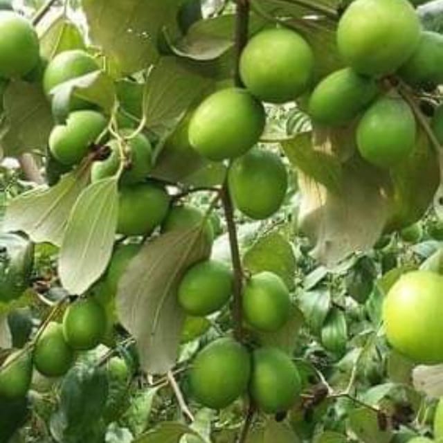 Thai Green Apple Ber Plant For Outdoor Gardening