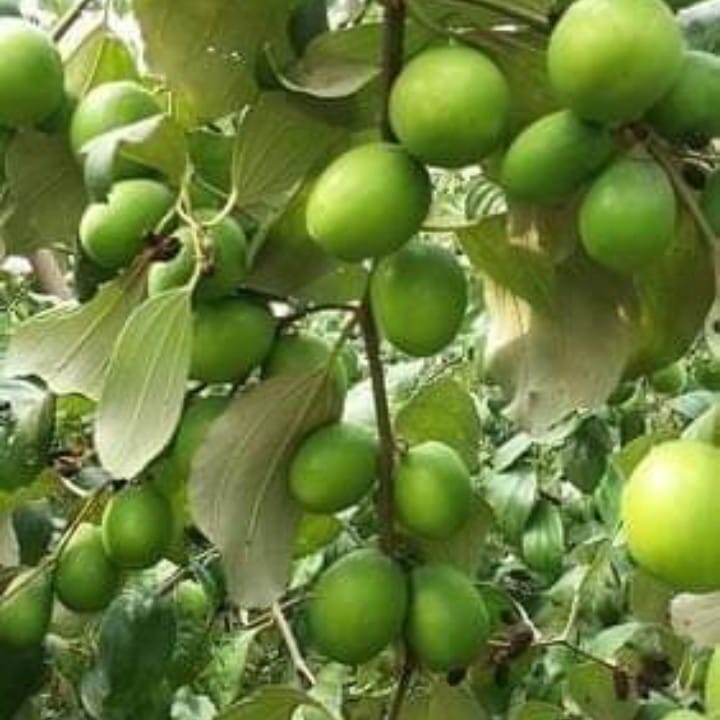 Thai Green Apple Ber Plant For Outdoor Gardening