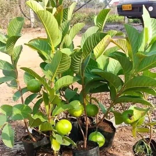 Allahabad Guava (Grafted) Plant For Outdoor Gardening