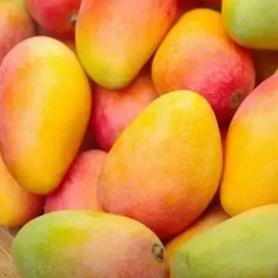 Kesar Mango Plants For Outdoor Gardening