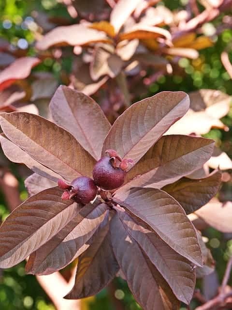 Thailand Red Guava Plant For Outdoor Gardening
