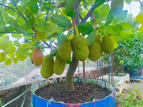 All time Hybrid Vietnam super early Jackfruit grafted plant for outdoor gardening