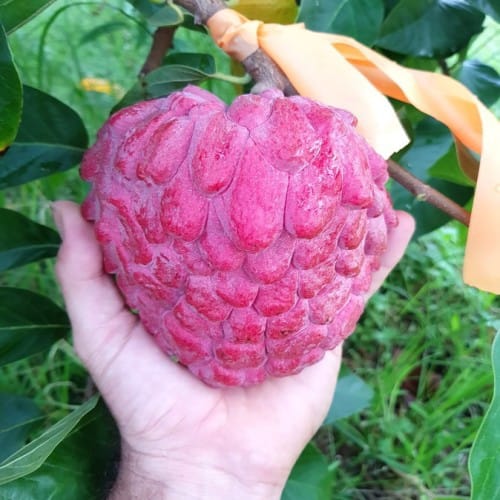 Red Custard Apple Thai Variety Plant For Outdoor Gardening