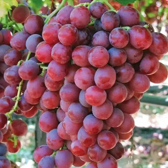 Red Grapes Flame verity plant for home gardening pack of 01.... Red Grapes Flame verity plant for home gardening pack of 01....