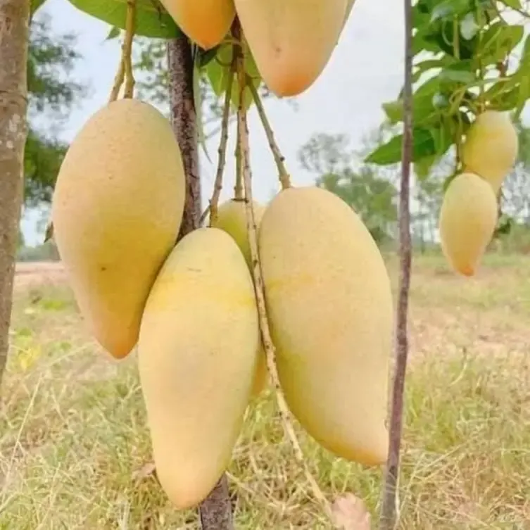 Carabao Mango Plant For Outdoor Gardening