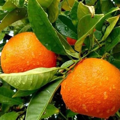 Yellow Malta Lemon (Grafted) Plant For Outdoor Gardening