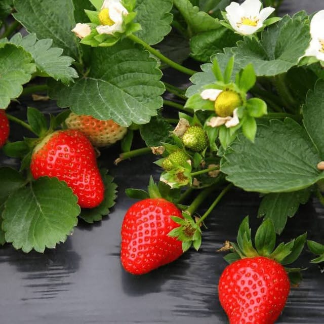 STAWBERRY PLANT For outdoor gardening