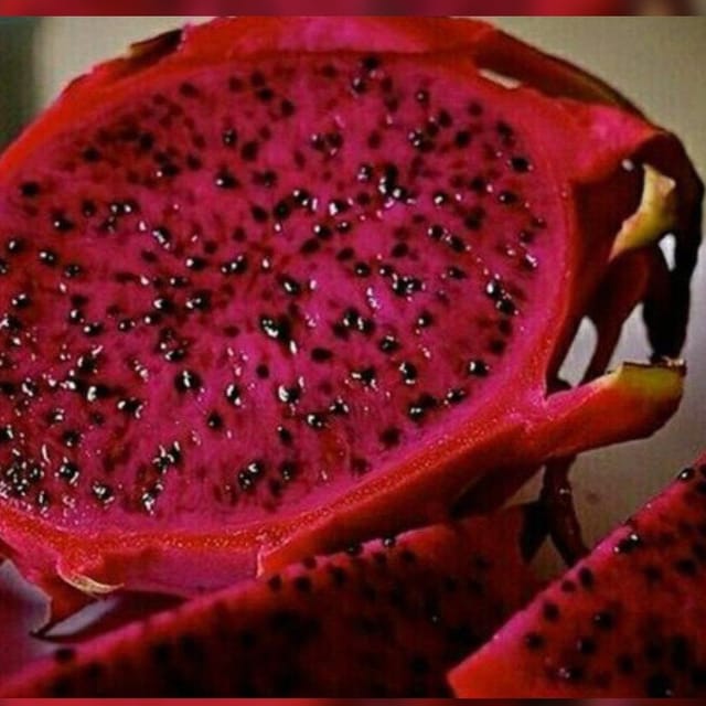 Red Jambo Dragon Plant For Outdoor Gardening