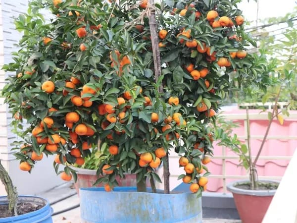 Hybrid Ramrangon Orange plant. Grafted plant 2 feet height for outdoor gardening Hybrid Ramrangon Orange plant. Grafted plant 2 feet height for outdoor gardening