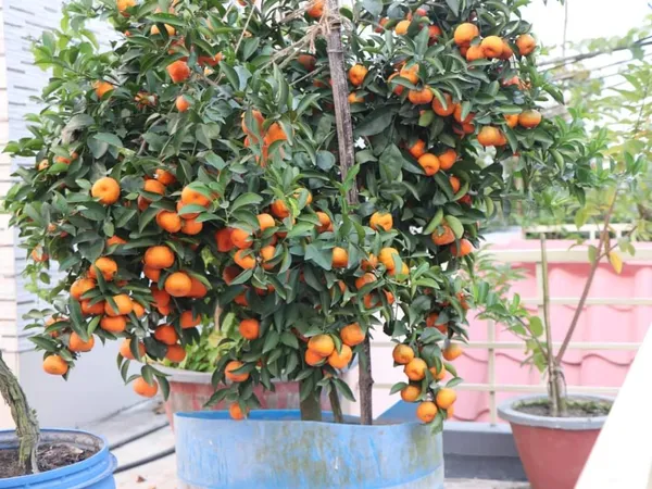 Hybrid Ramrangon Orange plant. Grafted plant 2 feet height for outdoor gardening