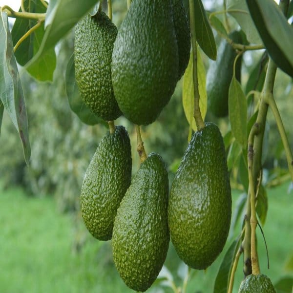 Avocado Fruit (Grafted) Plant For Outdoor Gardening