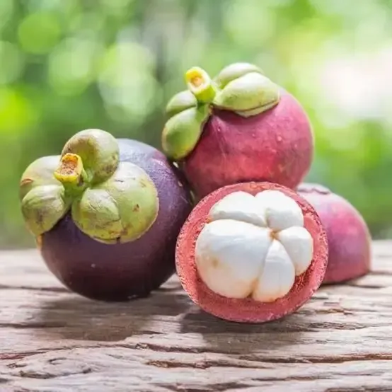 Mangosteen Fruit Plant For Outdoor Gardening