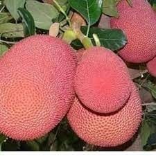 Pink Vietnam Superiorly Jackfruit Plant For Outdoor Gardening