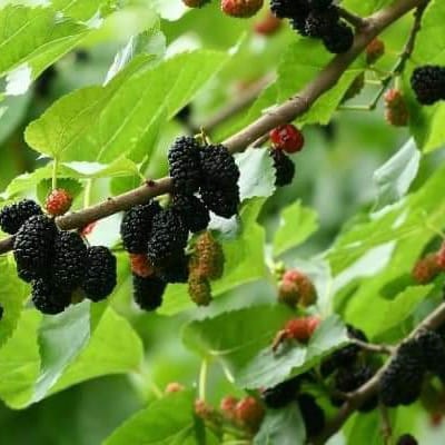 Mulberry ( Grafted ) Short Type Plant For Outdoor Gardening Mulberry ( Grafted ) Short Type Plant For Outdoor Gardening