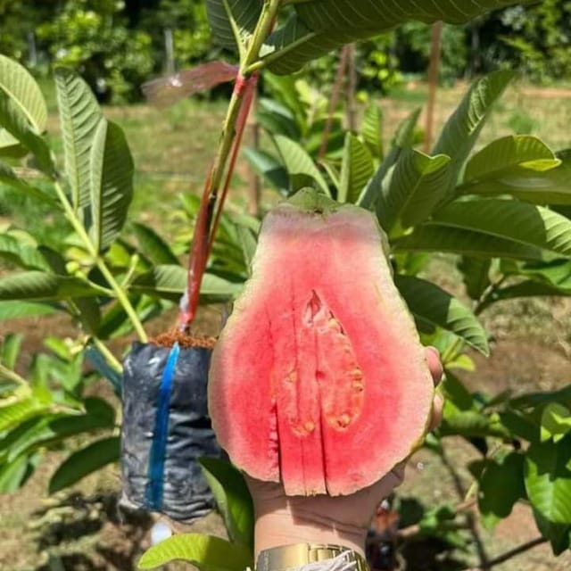 Red Dimond Guava (Grafted) Plant For Outdoor Gardening