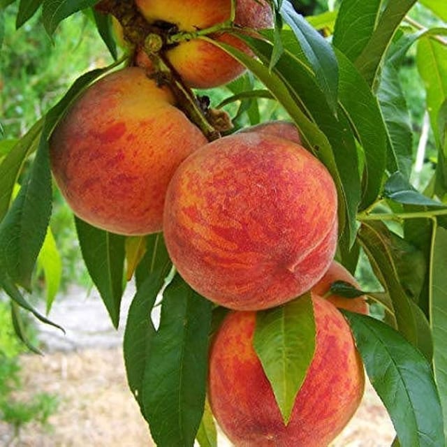 Peach Fruit Plant For Outdoor Gardening Peach Fruit Plant For Outdoor Gardening