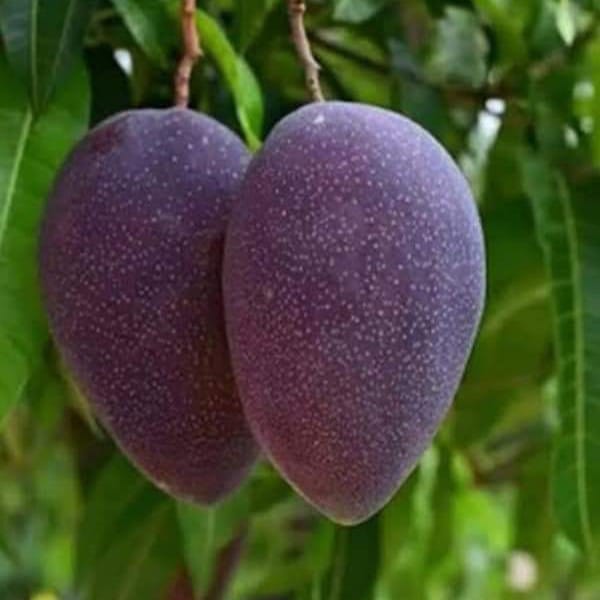 Kasturi Mango ( Mangifera Casturi ) Plant For Outdoor Gardening
