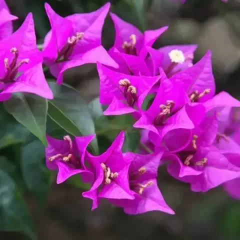 Bougainvillea Flower Purple Plant For Outdoor Gardening