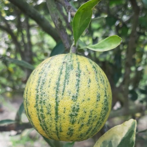 Thai Variegated Malta Lemon (Grafted) Plant For Outdoor Gardening