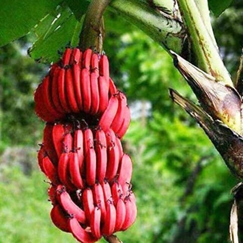 Tissue Culture Red Banana Plant For Outdoor Gardening