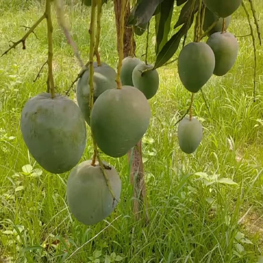 Bari 4 Mango ( Grafted ) Plant For Outdoor Gardening