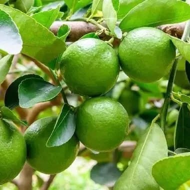 Thai Pati Lemon Plant For Outdoor Gardening Thai Pati Lemon Plant For Outdoor Gardening