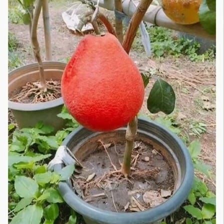 Red Pomelo ( Grafted ) Plant For Outdoor Gardening