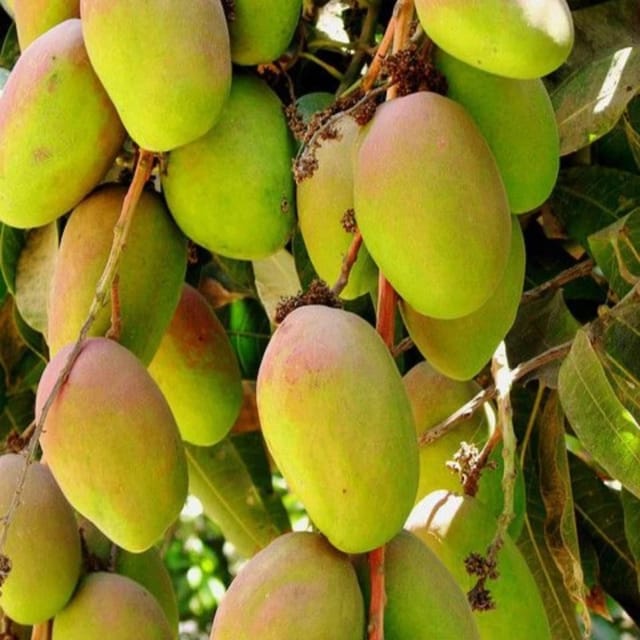 Gourmati Mango Plant
