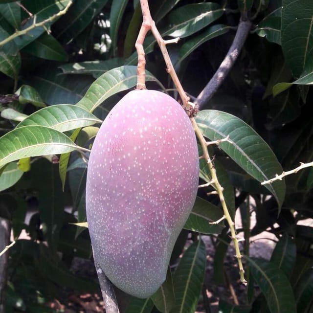 Purple Mango (Grafted) For Outdoor Gardening