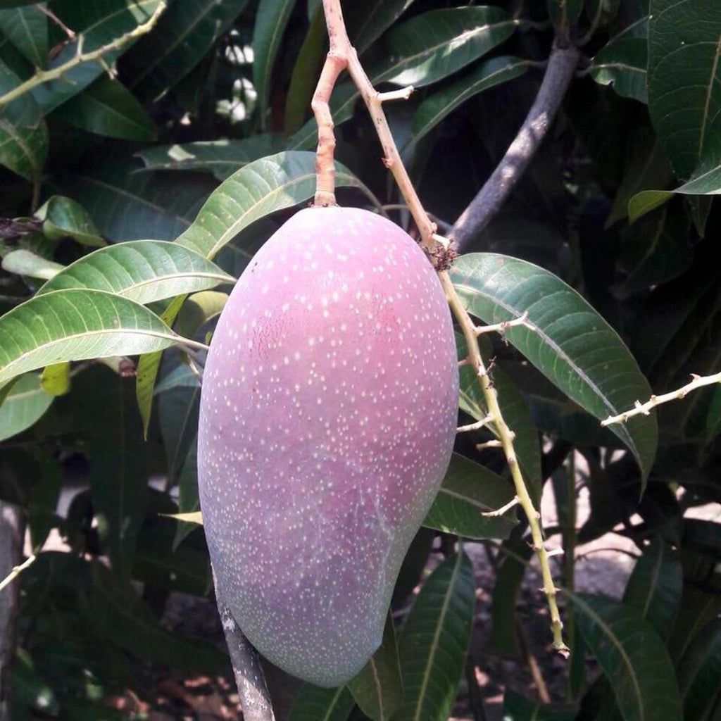 Purple Mango (Grafted) For Outdoor Gardening