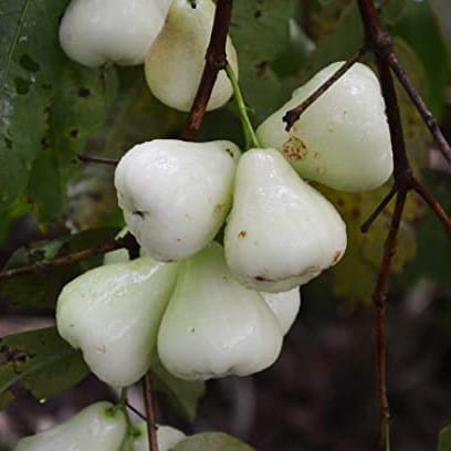 White Water Appel (Grafting) Plant For Outdoor Gardening