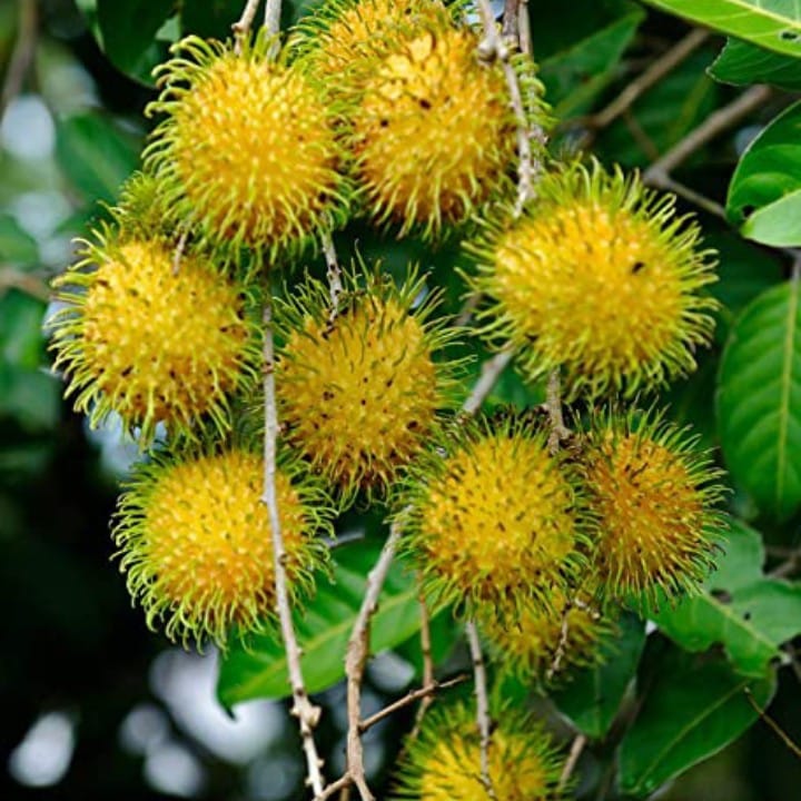 Rambutan ( Grafted ) E -35 Yellow Plant For Outdoor Gardening