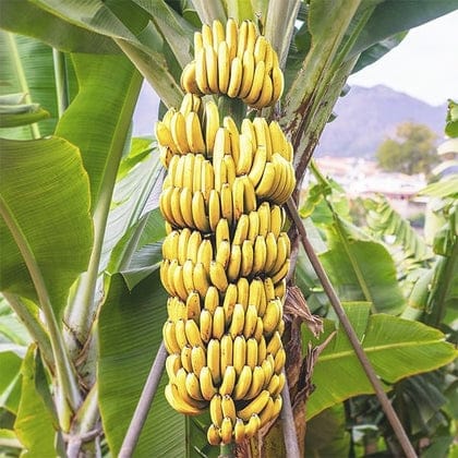 G 9 Banana Plant For Outdoor Gardening