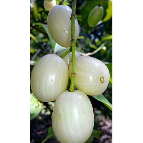 White Jamun (Thailand) Plant For Outdoor Gardening