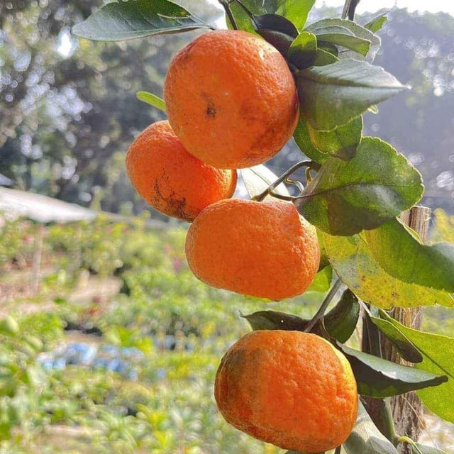 Chataki Orange Plant For Outdoor Gardening