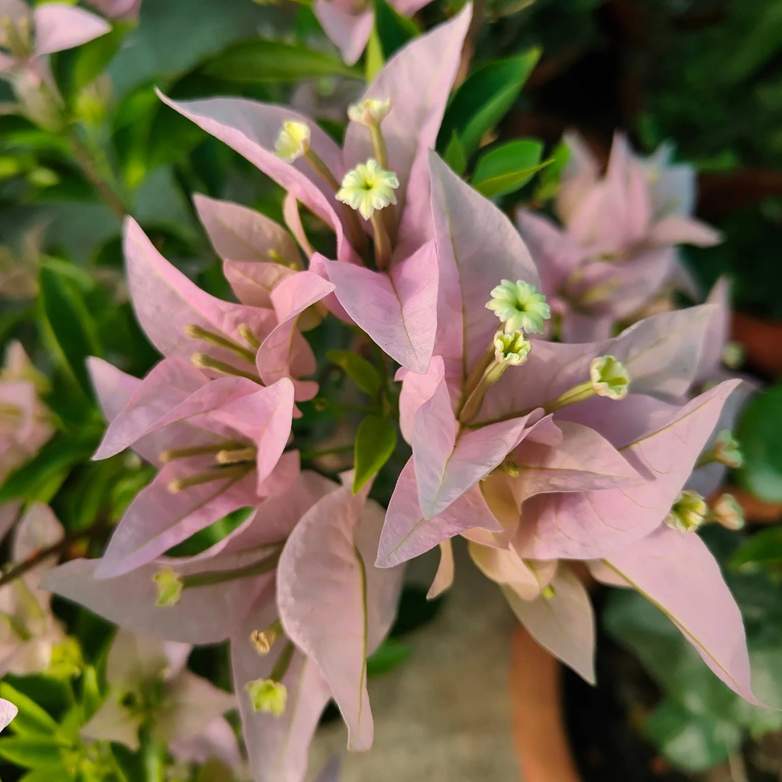 Silhouette Bougainvillea Plant - Naturemart