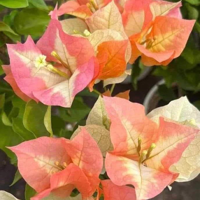 Chitra Gold Bougainvillea Plant - Naturemart