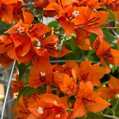 King Orange Bougainvillea Plant - Naturemart
