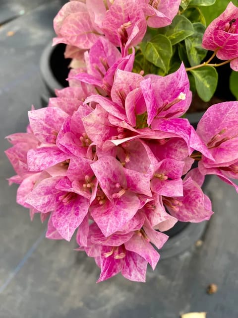 Lady Bird Bougainvillea Plant - Naturemart Lady Bird Bougainvillea Plant - Naturemart