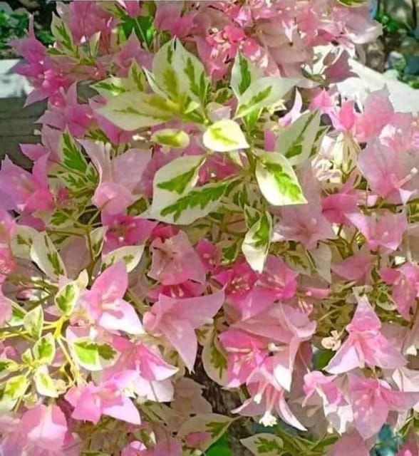 Pink Patch Bougainvillea Plant - Naturemart Pink Patch Bougainvillea Plant - Naturemart