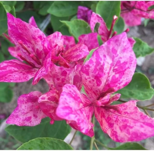 Kristina Bougainvillea Plant - Naturemart
