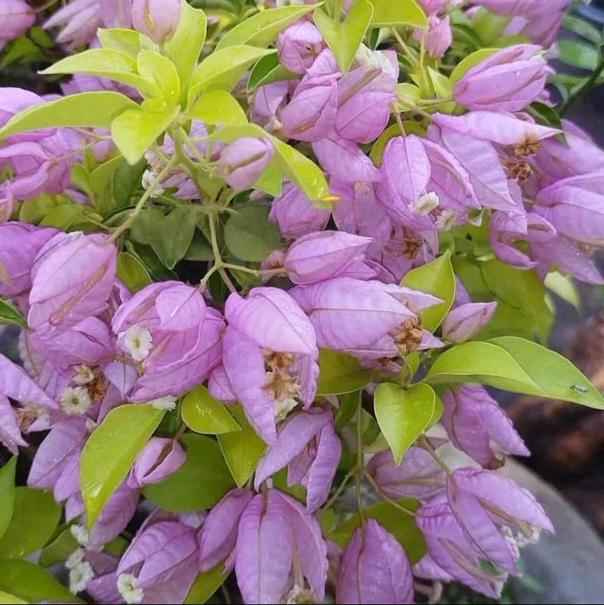 Moonlight Tanglong Bougainvillea Plant - Naturemart