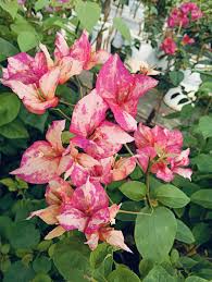 Arjuna Bougainvillea Plant - Naturemart Arjuna Bougainvillea Plant - Naturemart