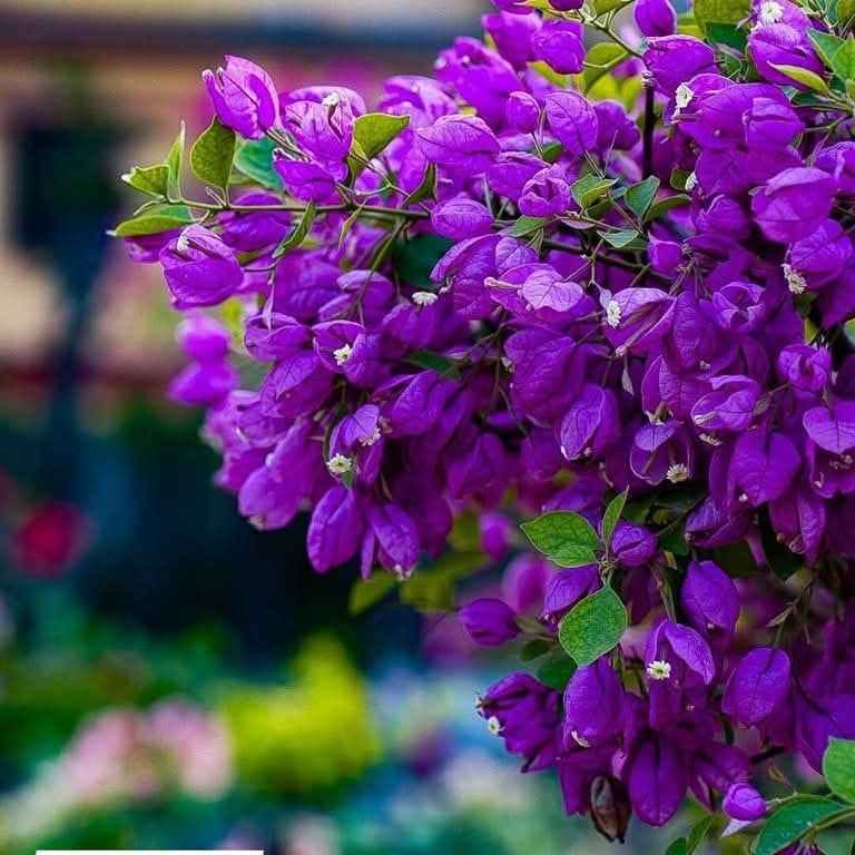 Purple Tanglong Bougainvillea Plant - Naturemart