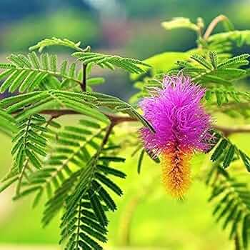 Shami Plants (exclusive) - Naturemart