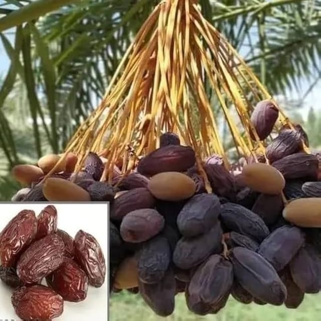 Dwarf Arabian Date Fruit Plant - Naturemart Dwarf Arabian Date Fruit Plant - Naturemart
