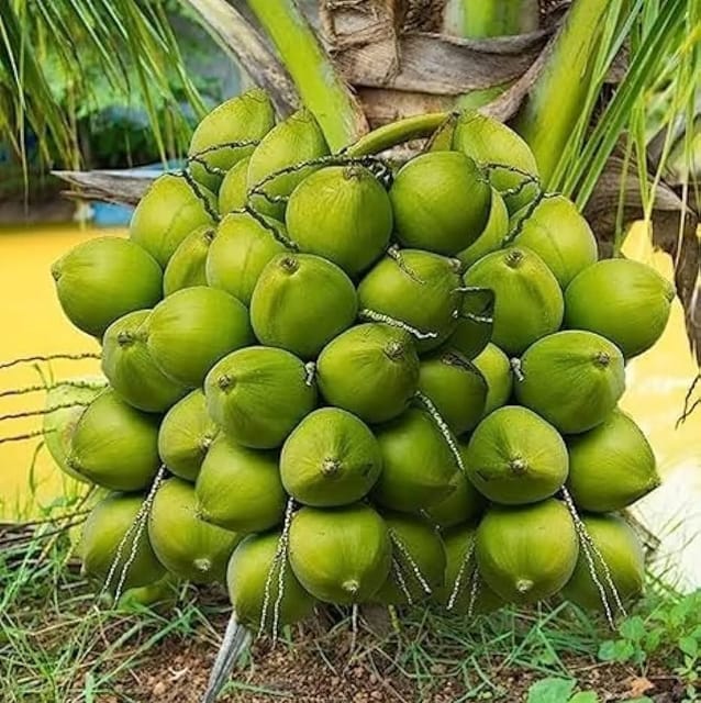 Vietnum Hybrid Coconut Fruit Plants - Naturemart