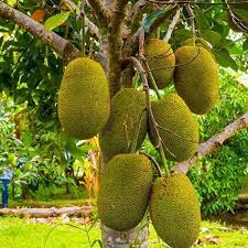 Vietnam Super Early Jack Fruit Plants - Naturemart