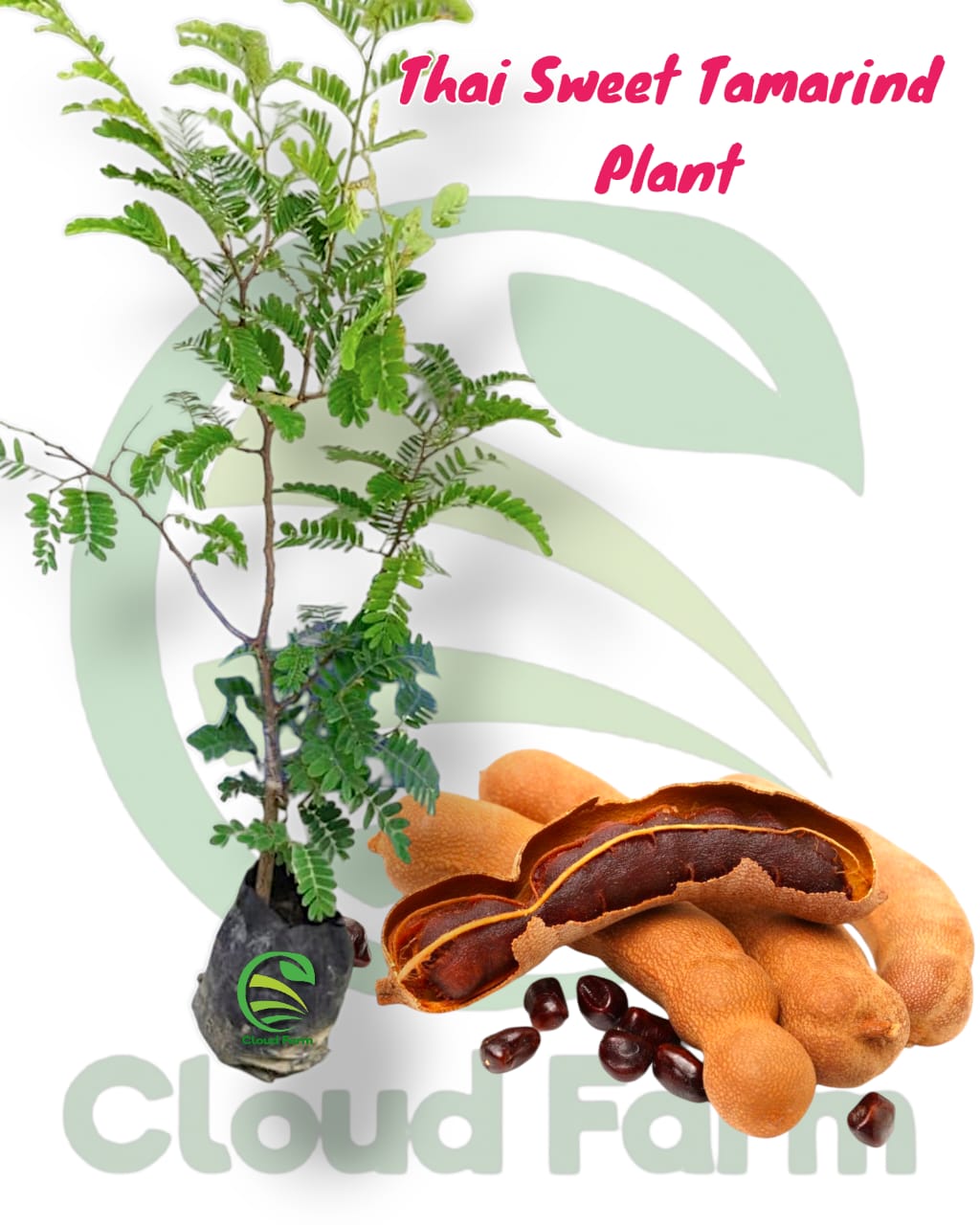 Red Tamarind (Rakta Imali) Hybrid Plant