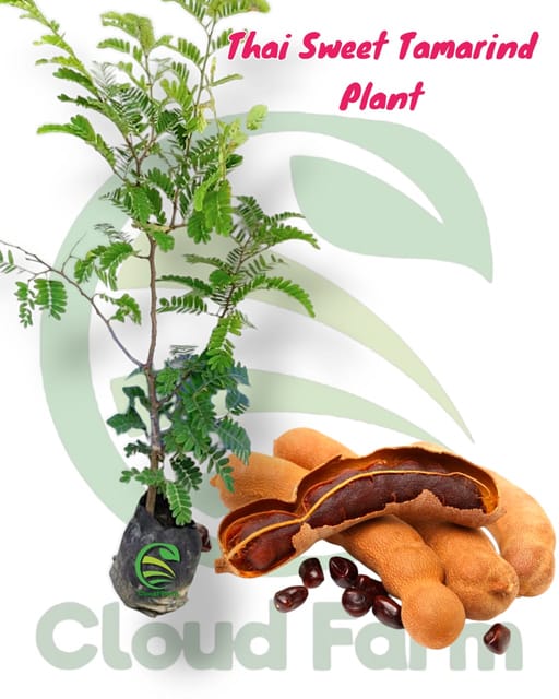 Red Tamarind (Rakta Imali) Hybrid Plant